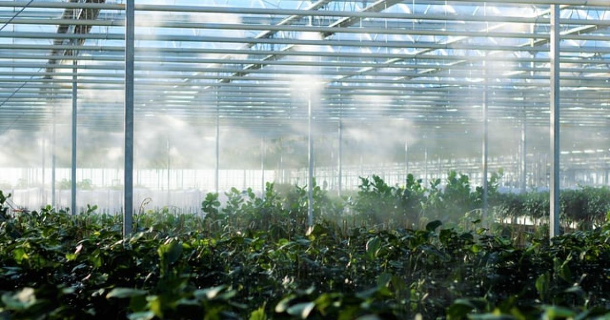 Philippines Investing Big on Greenhouse System