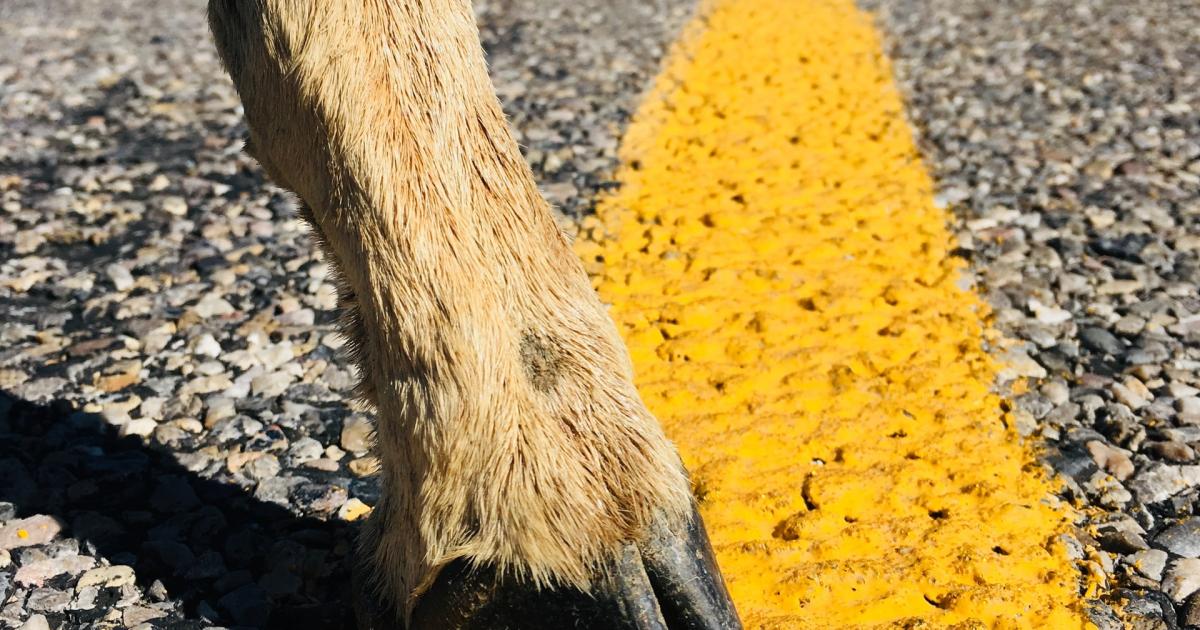 Game or Accident, Claim Your Roadkill 511 App to Remove Carcass