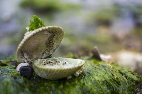 Clam shell, moss and seaweed